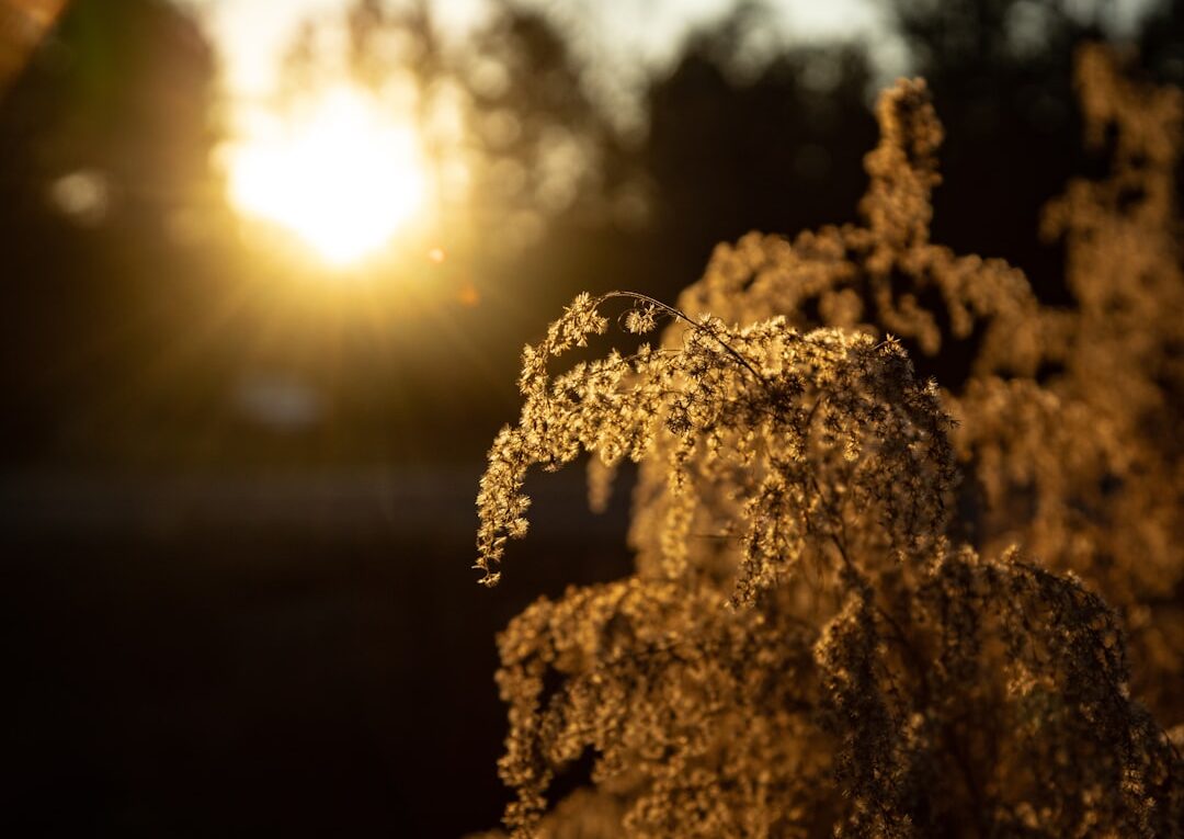 Photo solna właściwości